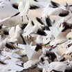 Snow Goose